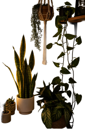 Hanging plants and snake plants